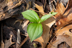 Trillium grandiflorum
