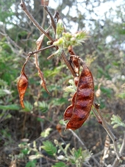 Acaciella