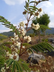 Acaciella