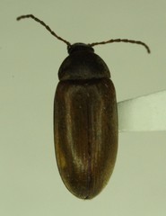 Isomira comstocki