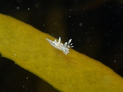 Ancula mapae