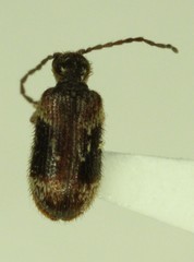 Ptinus fallax