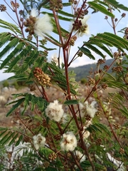 Acaciella