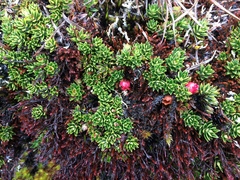 Disterigma empetrifolium