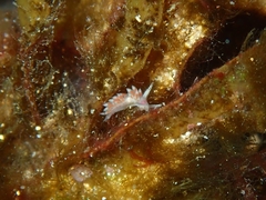 Coryphellina poenicia