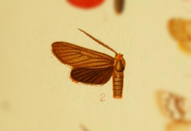 Philoros affinis