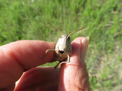 Pardalophora apiculata