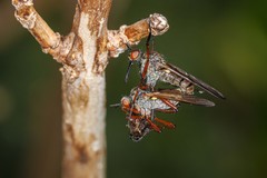 Empis barbatoides