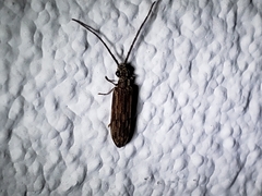 Tenomerga cinerea