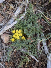 Lomatium cous