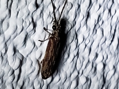 Tenomerga cinerea