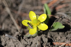 Ranunculus glaberrimus