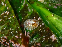 Asteracmea stowae