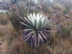 Espeletia grandiflora