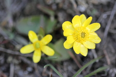 Ranunculus glaberrimus