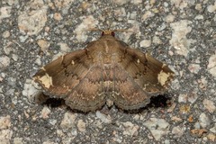 Adrapsa quadrilinealis