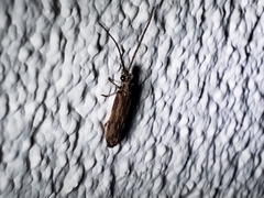Tenomerga cinerea
