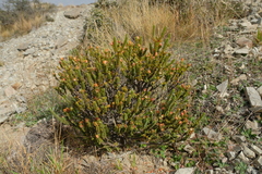 Pimelea traversii