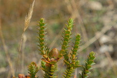 Pimelea traversii