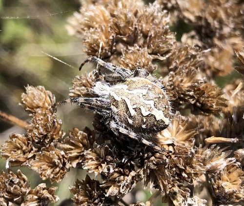 iNaturalist observation photo of Northern Orbweaver