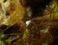 Cystiscus obesulus