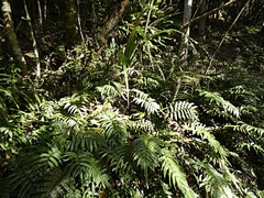 Blechnum procerum