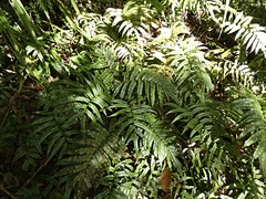 Blechnum procerum