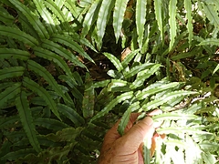 Blechnum procerum