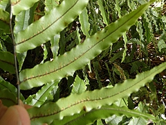Blechnum procerum
