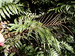 Blechnum procerum