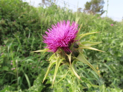 Silybum marianum