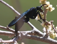 Pepsis mexicana