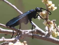 Pepsis mexicana