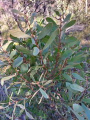 Hakea laevipes
