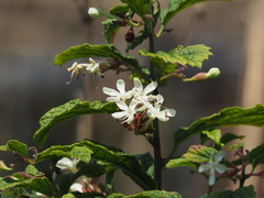 Clerodendrum calamitosum