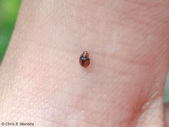 Scymnobius ecuadoricus