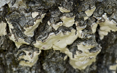 Dendrothele candida