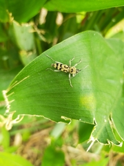 Chlorophorus signaticollis