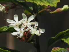 Clerodendrum calamitosum