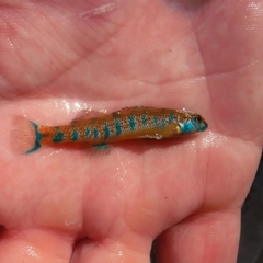 Etheostoma stigmaeum