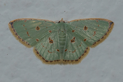Comostola meritaria
