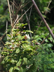 Clerodendrum calamitosum