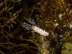 Plesiocolochirus ignavus