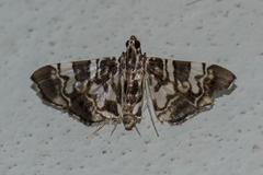 Chabula acamasalis