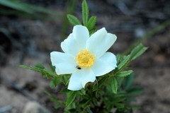 Rosa foliolosa