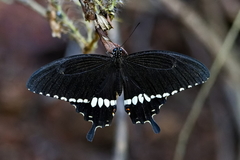 Papilio polytes