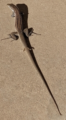 Aspidoscelis exsanguis