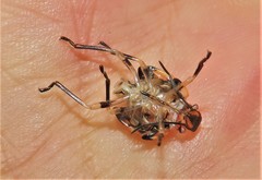 Chinavia pallidoconspersa