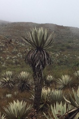 Espeletia grandiflora