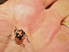 Chinavia pallidoconspersa